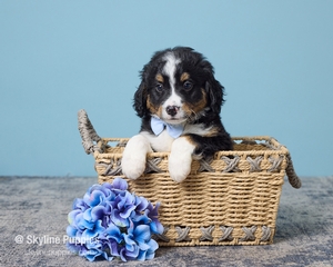 Kevin F2 Mini Bernedoodle